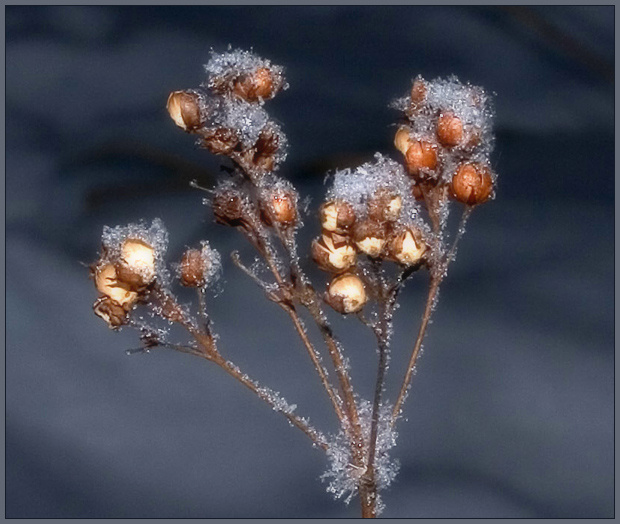 Зимнее настроение - 2 зима снег макро winter snow macro