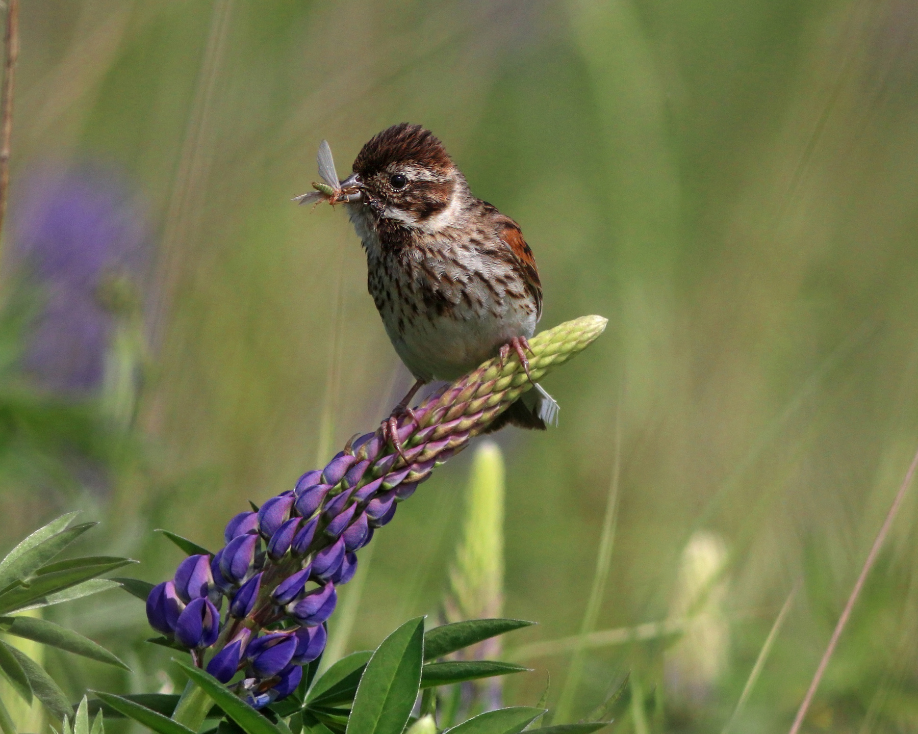 Камышовая овсянка на люпине Камышовая овсянка Овсянка Eemberiza schoeniclus Common reed bunting Bunting