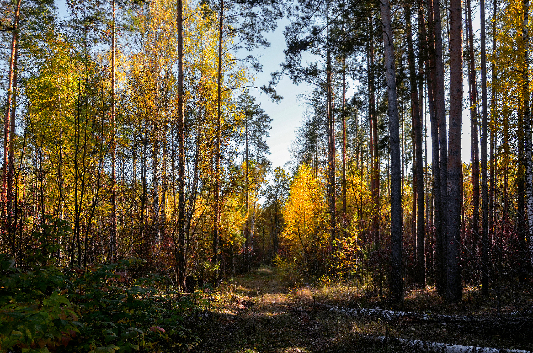 ***Лес осенний. 