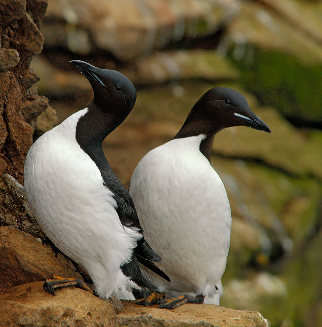 Кайры Толстоклювая кайра, Uria lomvia, Остров Св. Георгия, о-ва Прибылова, Thick-billed Murre, St. George Island, the Pribilofs, Bering Sea, Alaska
