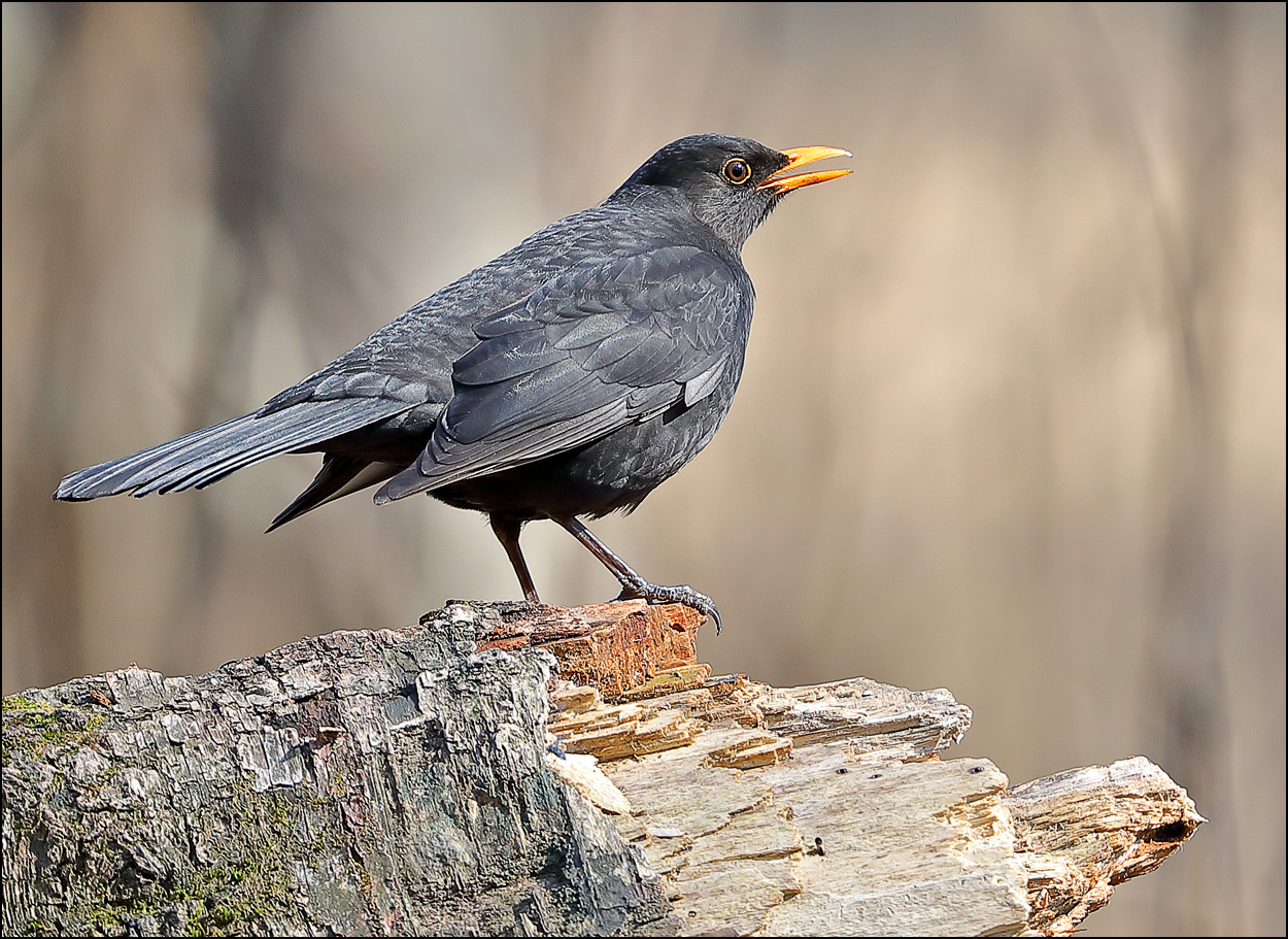 Весенняя песня птица лес черный дрозд Turdus merula