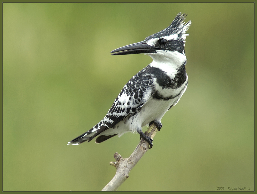 Kingfisher-визитная карточка Зимородок