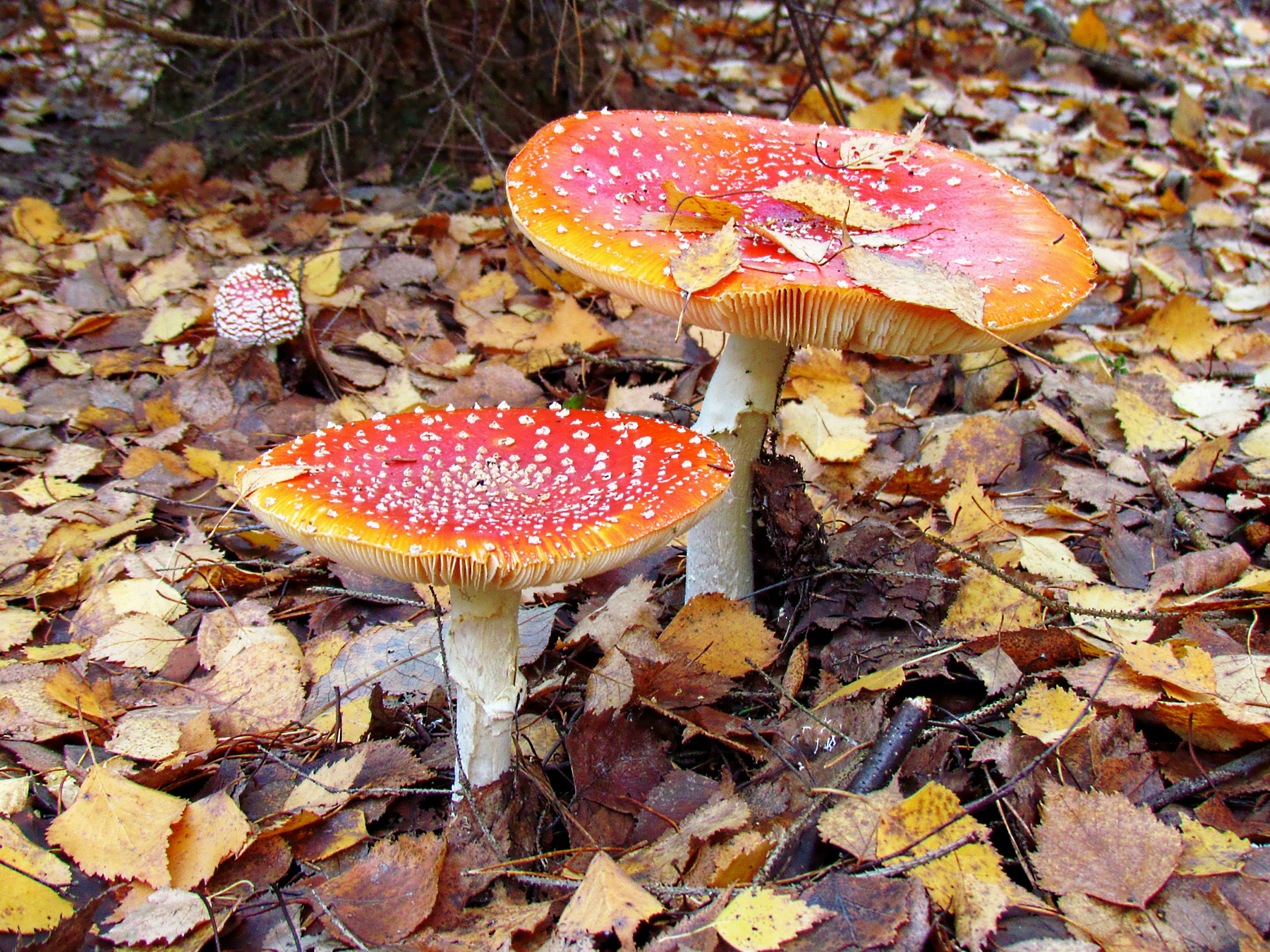 Семья мухоморы