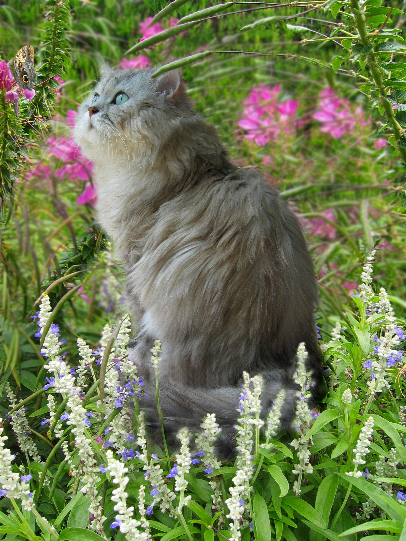 Котик в травах 