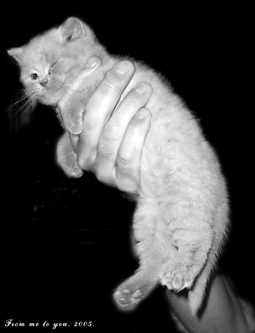 вместе мы СИЛА... котёнок по имени Гаф