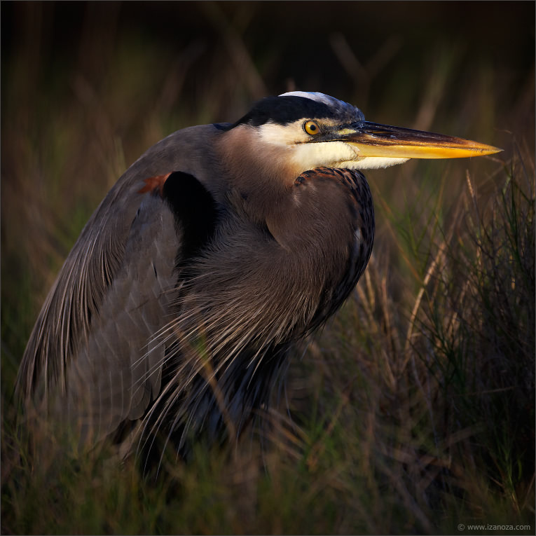 Портрет в низком ключе большая голубая цапля great blue heron Florida US