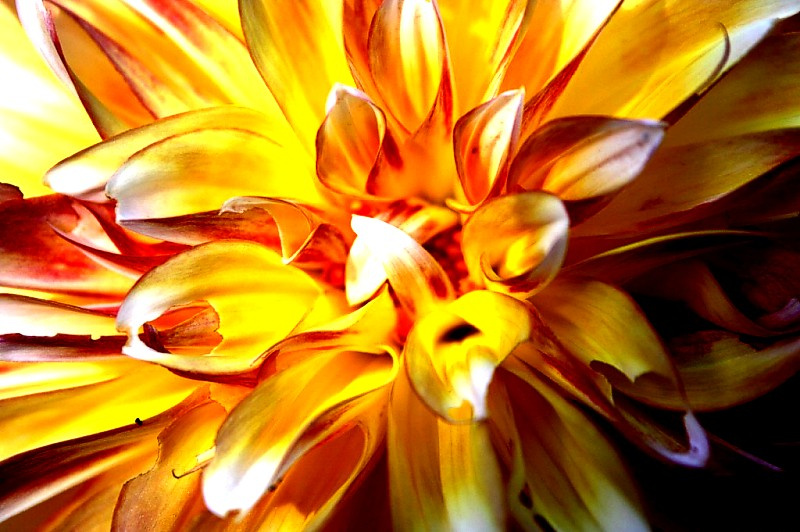 flower flower