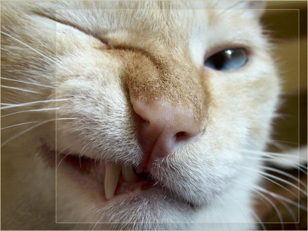 pppPp.. кот