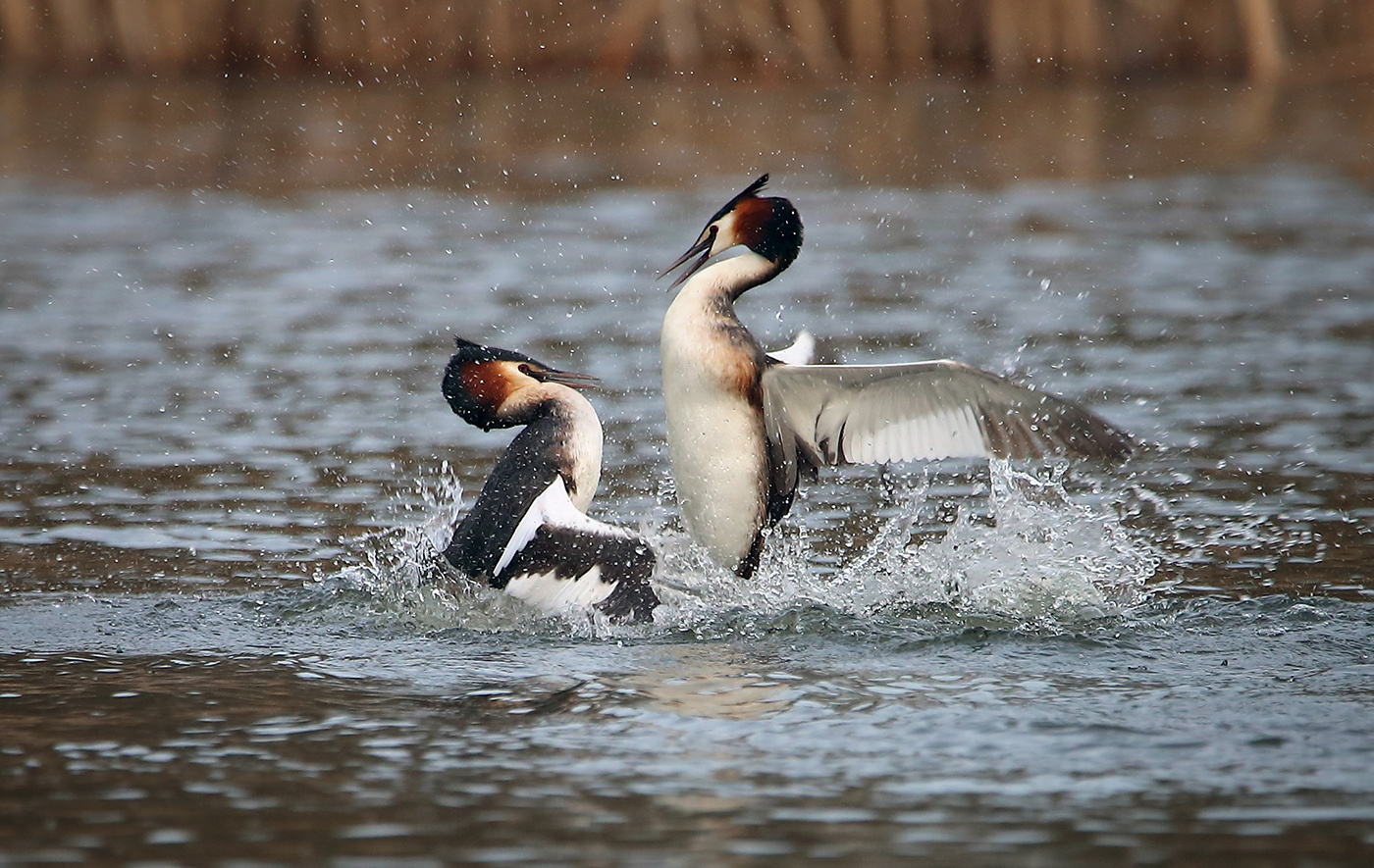 поединок большая поганка чомга grebe podiceps cristatus fight combat