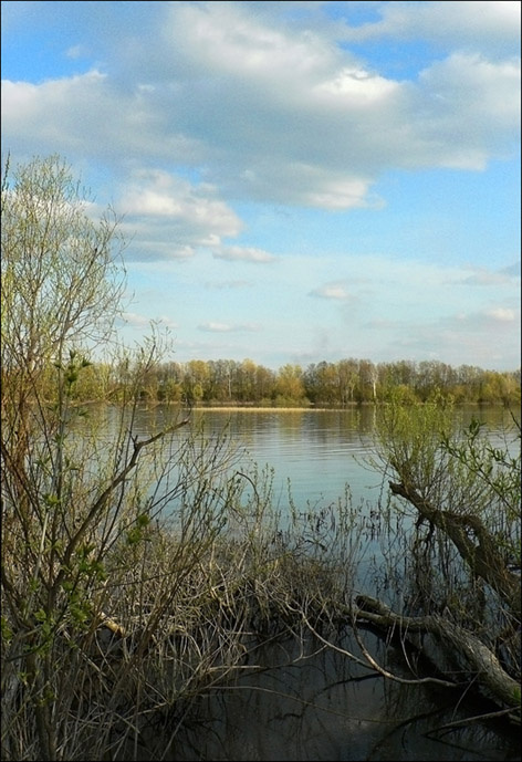 Затон река дерево облака