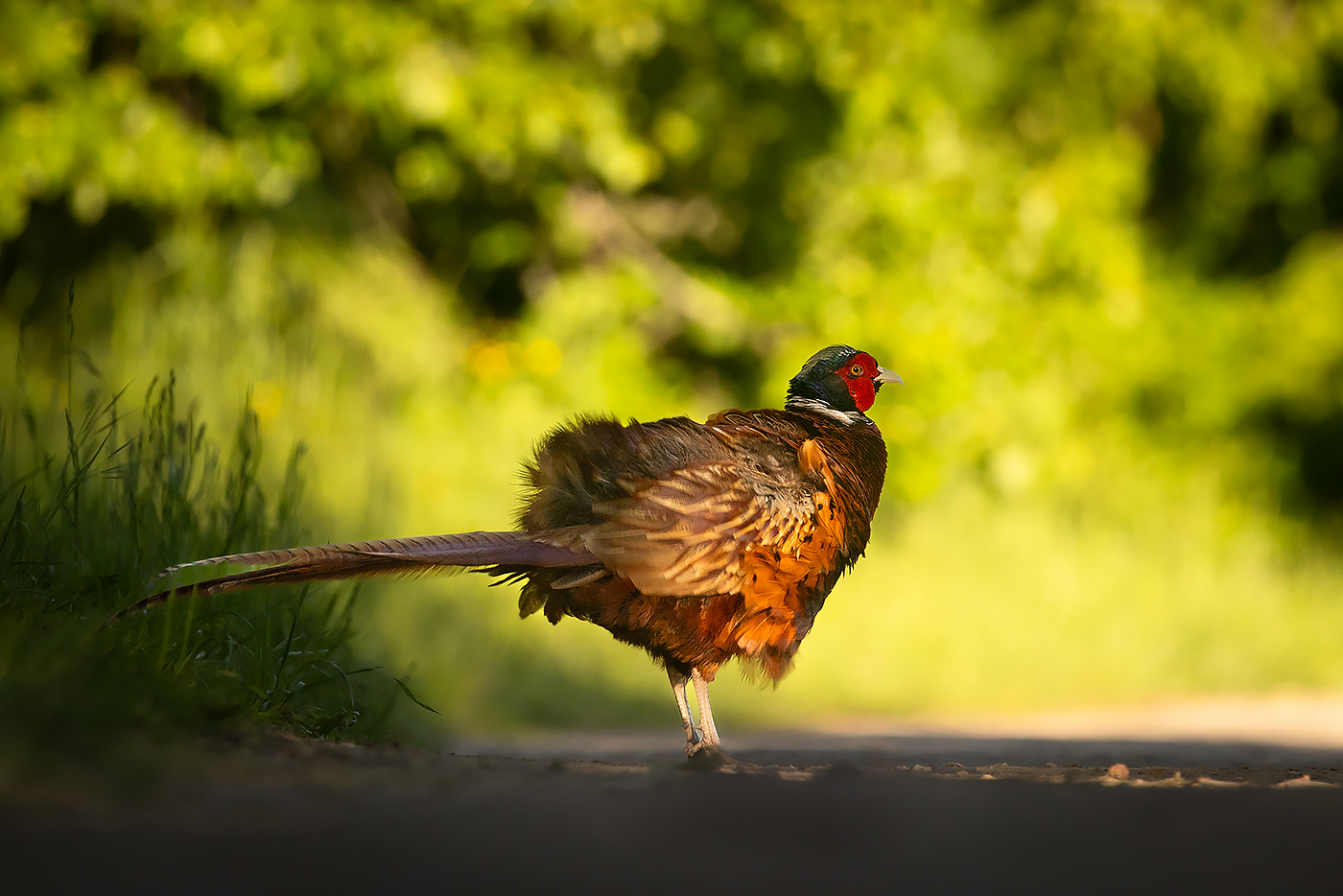 Pheasant 