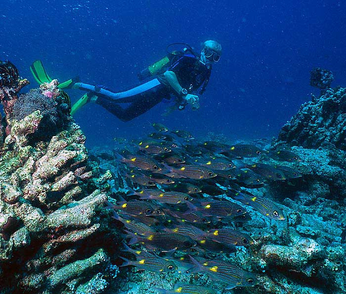 Наперегонки... Diving, дайвинг, мальдивы, подводой