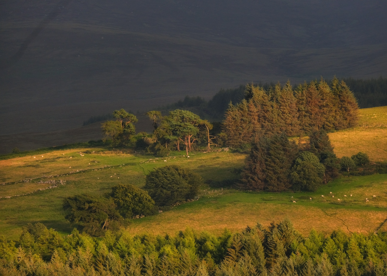 ...sunny hillock... ireland nature outdoors scenic evening sunset dusk mountains foothills wicklow national park pine tree hillock slopes hills europe picturesque awesome