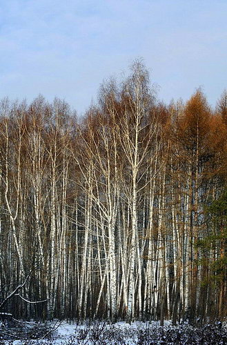 лес лес, зима