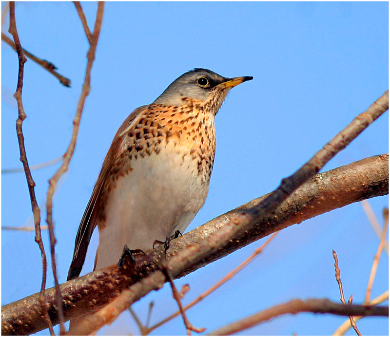 turdus pilaris дрозд turdus pilaris