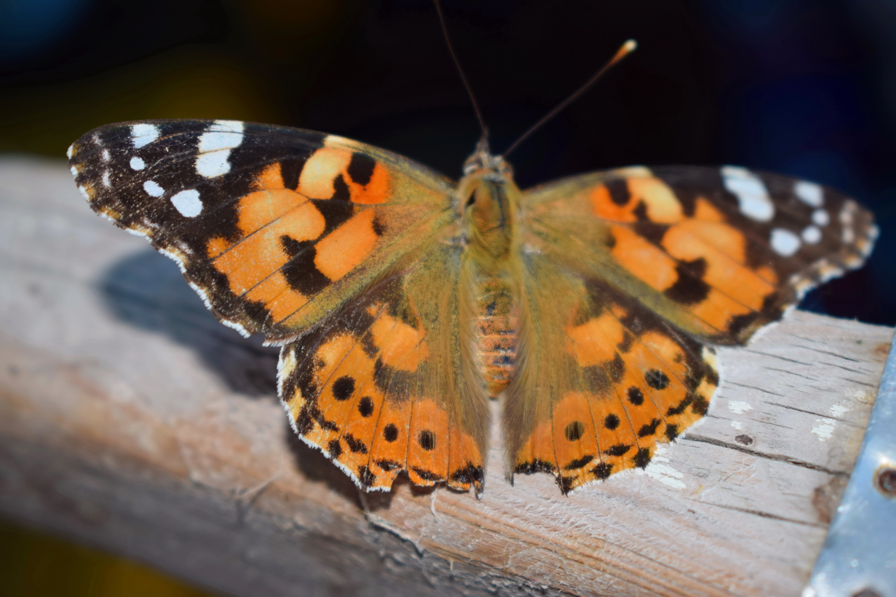 Painted Lady (Vanessa cardui) 