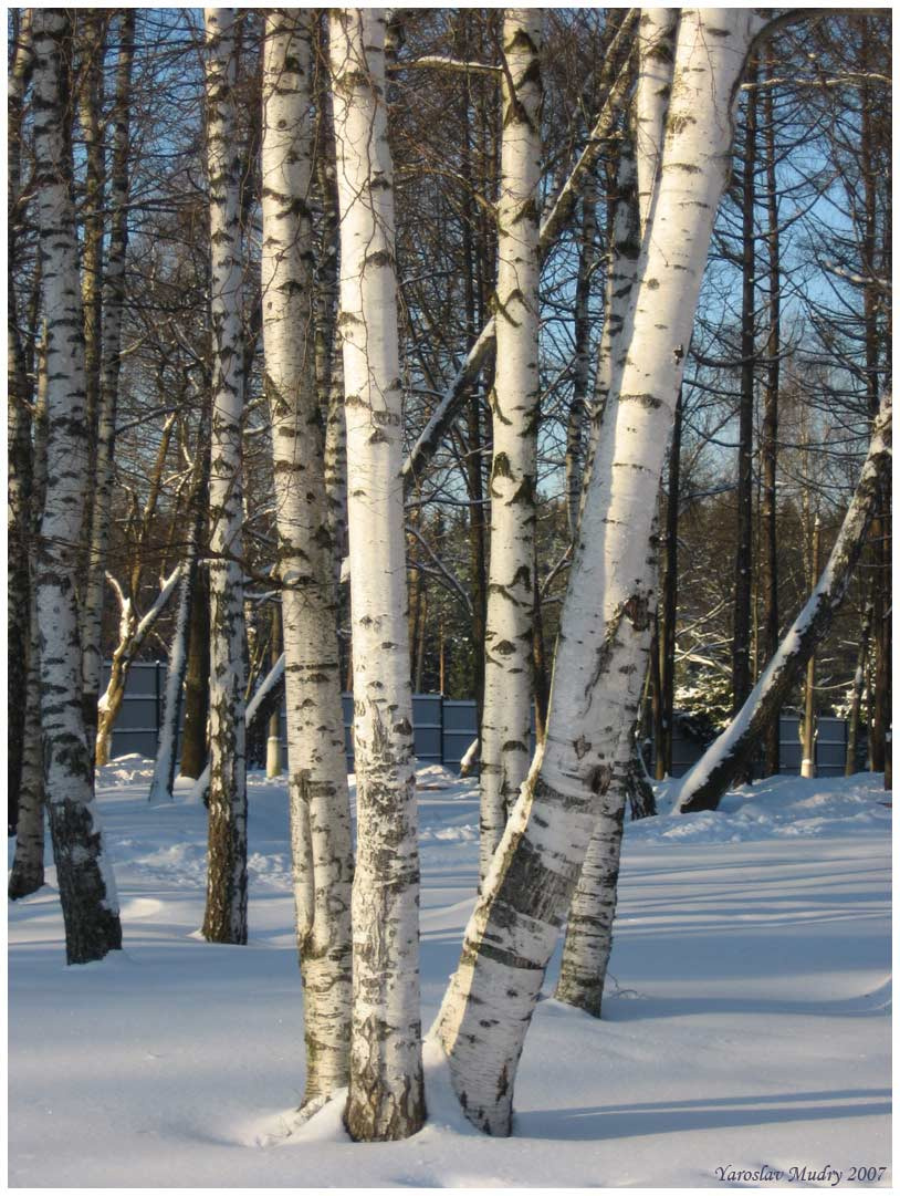Русские березки. березки