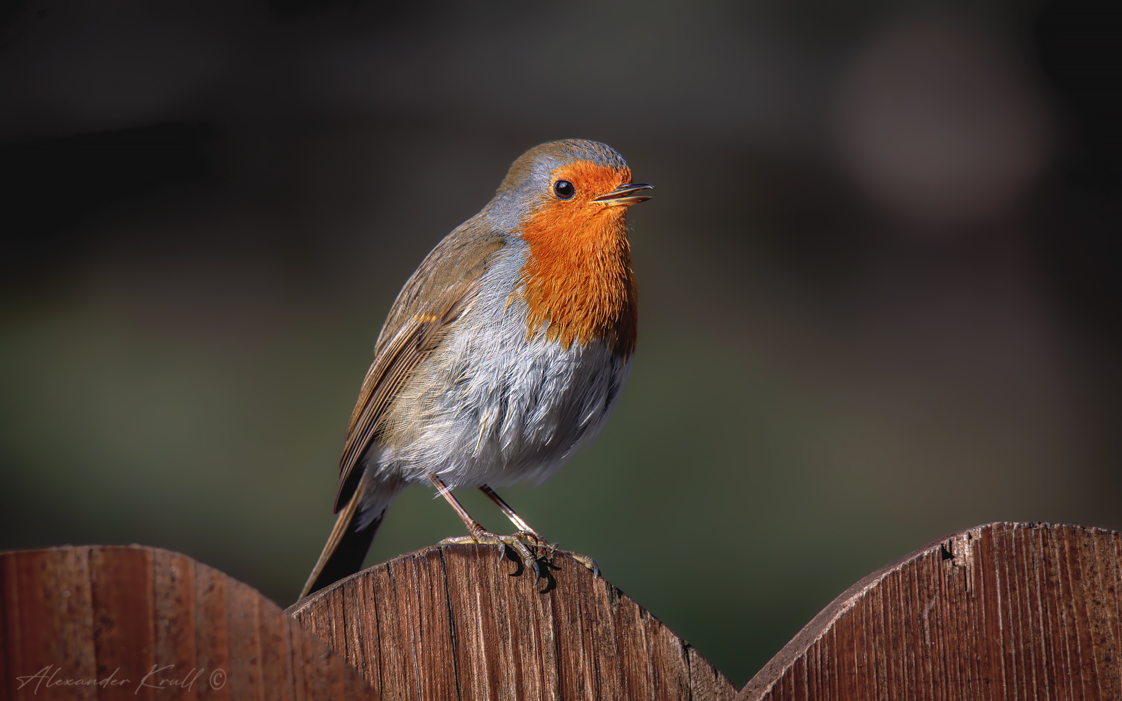 Попозировать на заборчике... зарянка малиновка erithacus rubecula