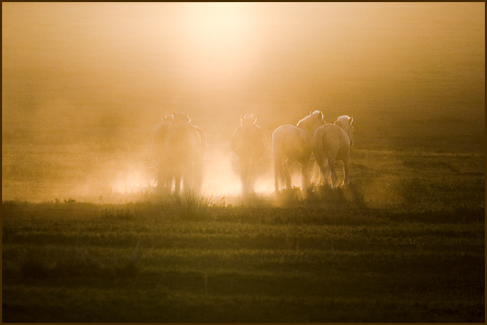 Золотые. Монголия, лошади, horse, mongolia