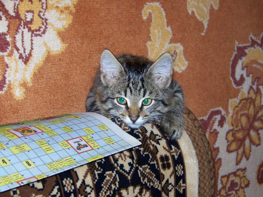 Эх, кто бы еще ручку дал котенок