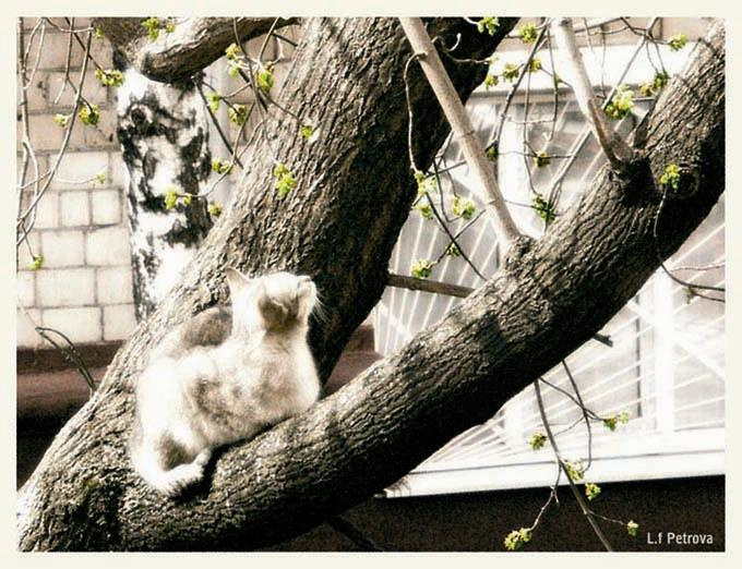 Жизнь бездомных кошек как она есть (1) дерево кот кошка весна двор