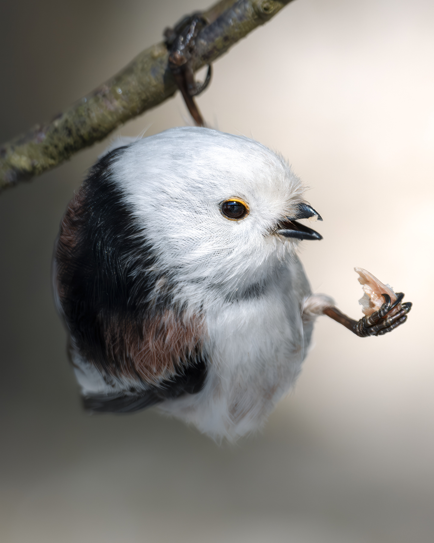 Длиннохвостая синица (Aegithalos caudatus) 
