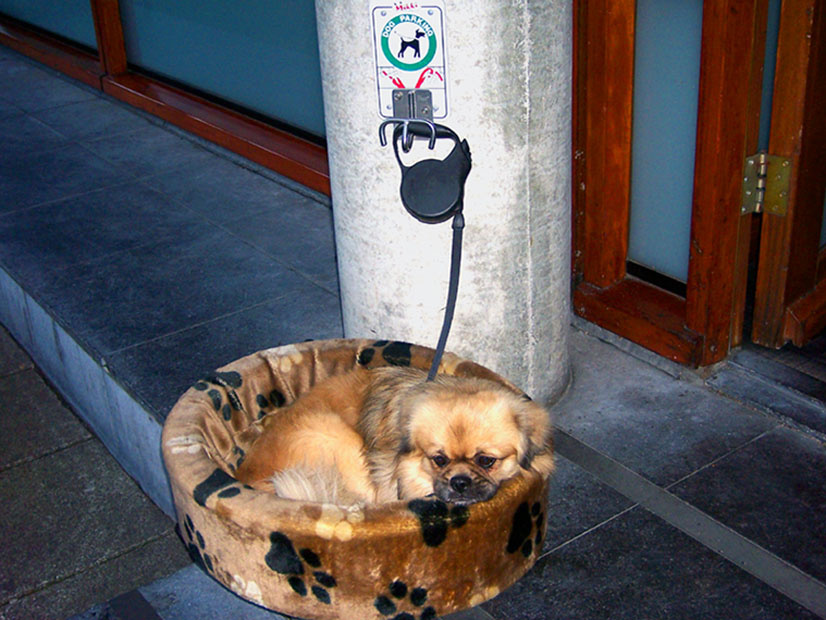 Dog-Parking город собачка вход в магазин