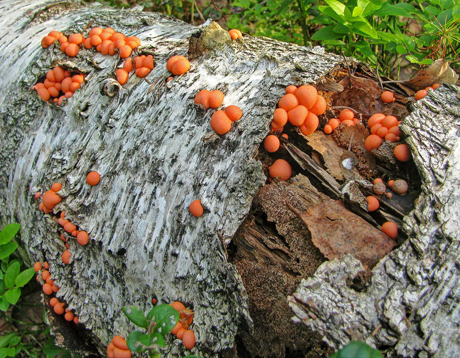 Волчье молоко Lycogala epidendrum, миксомицет, слизевик