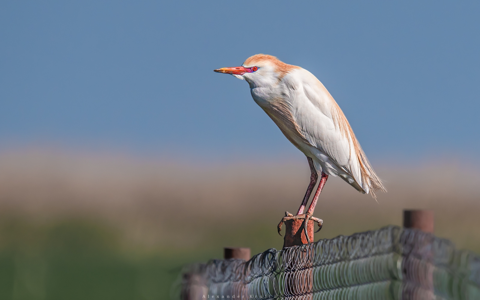 Внимательным взглядом египетская цапля bubulcus ibis