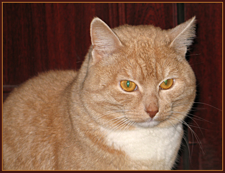Мое мурло. Кот Мордаш