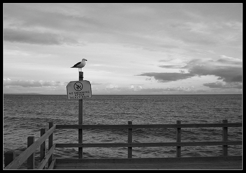 no swimming after heavy rain чайка