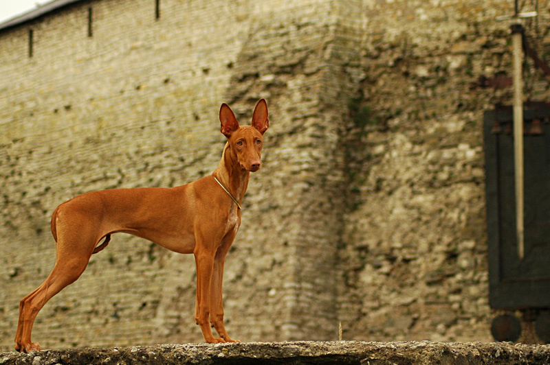 богатая история www.faraondog.ru