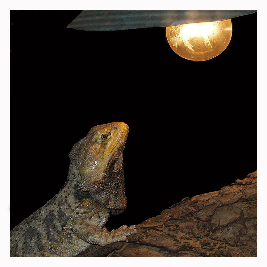 Маленькое, но собственное солнце Агама, бородатая, Pogona, vitticeps