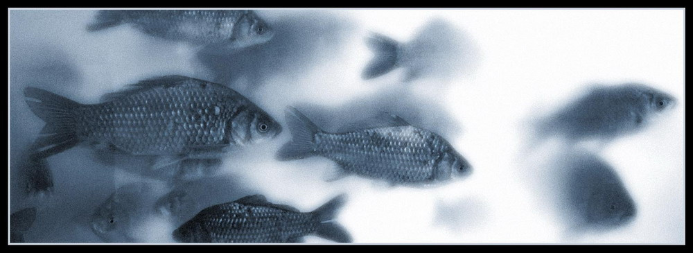Silent Fish 