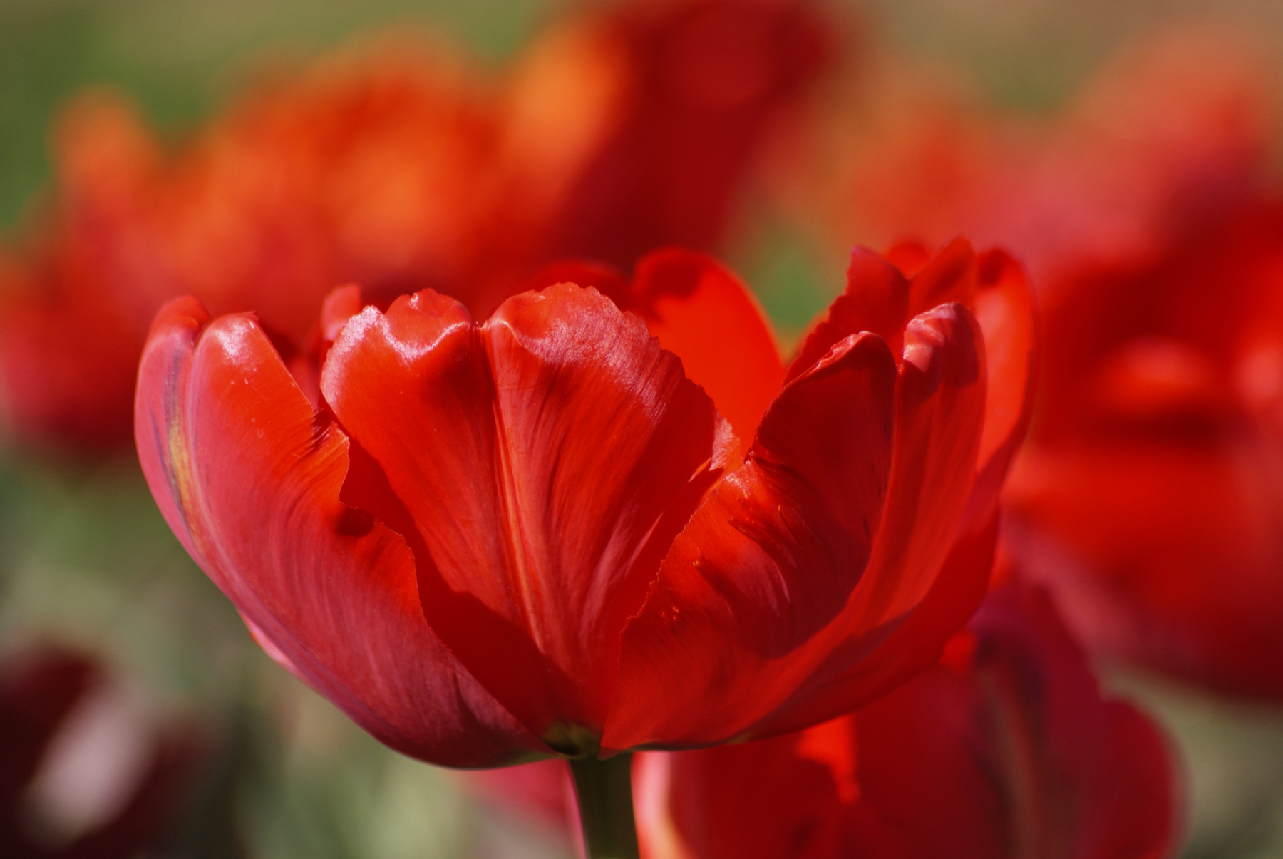7 марта цветы природа весна тюльпан tulips тюльпаны май