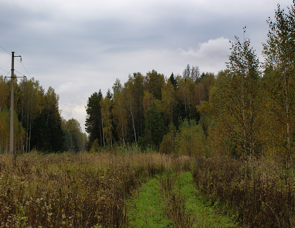 Осенний лес 