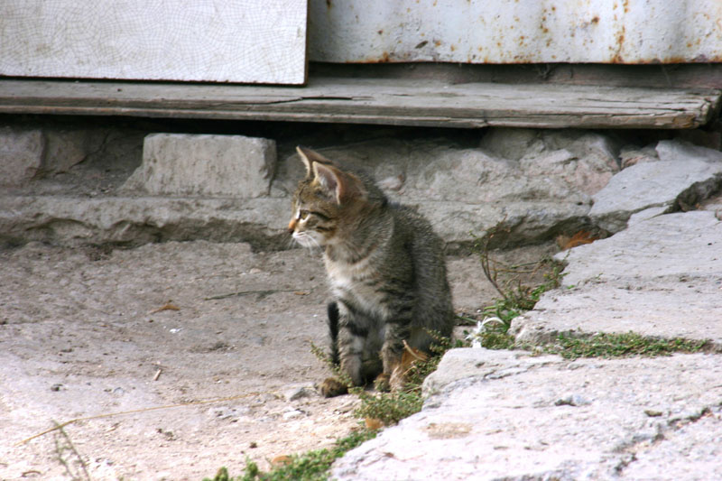 Котёнок котёнок