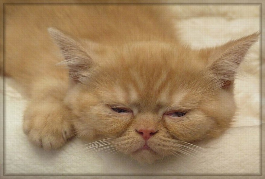 Ой, как меня плющит... ;) выставка кот кашка животные