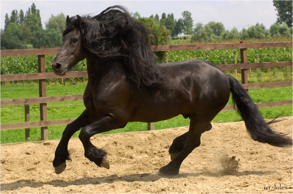 ***Just beauty horse friesian