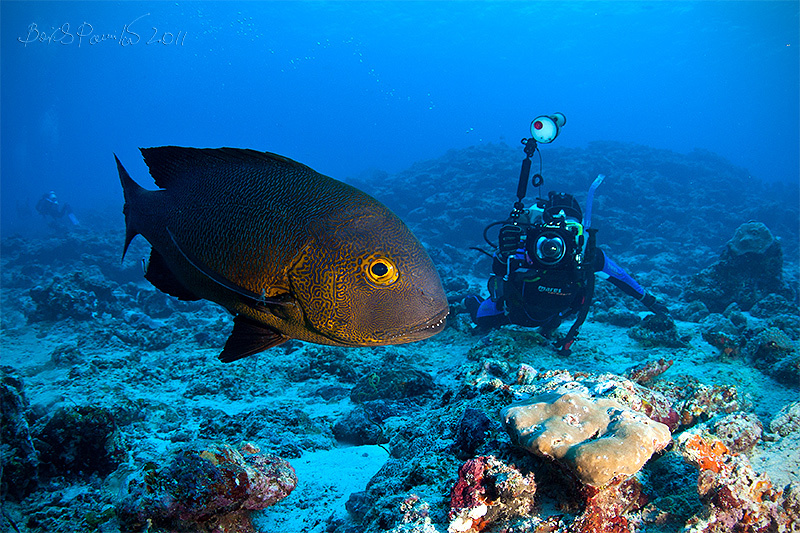 Macolor macularis Macolor macularis midnight snapper Maldives Мальдивы Маколор пятнистый anion