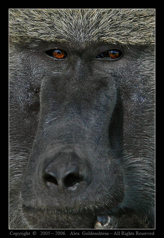 Павиан анубис - Papio anubis. Павиан-анубис Papio-anubis Baboon