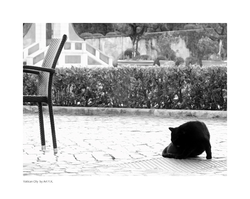 Vatican City Cat Vatican City Cat
