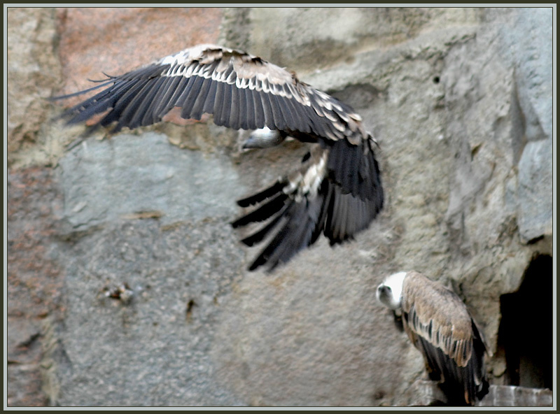 Параплан, говоришь? белоголовый сип Gyps fulvus