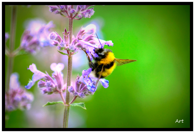Just a Bee 