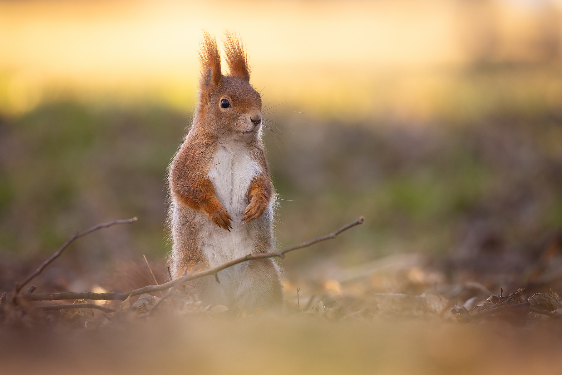 Squirrel 