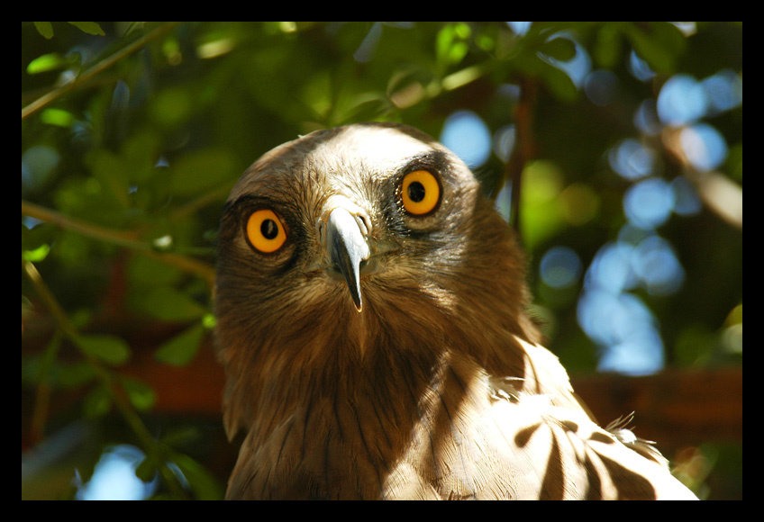 Leathel Eyes 