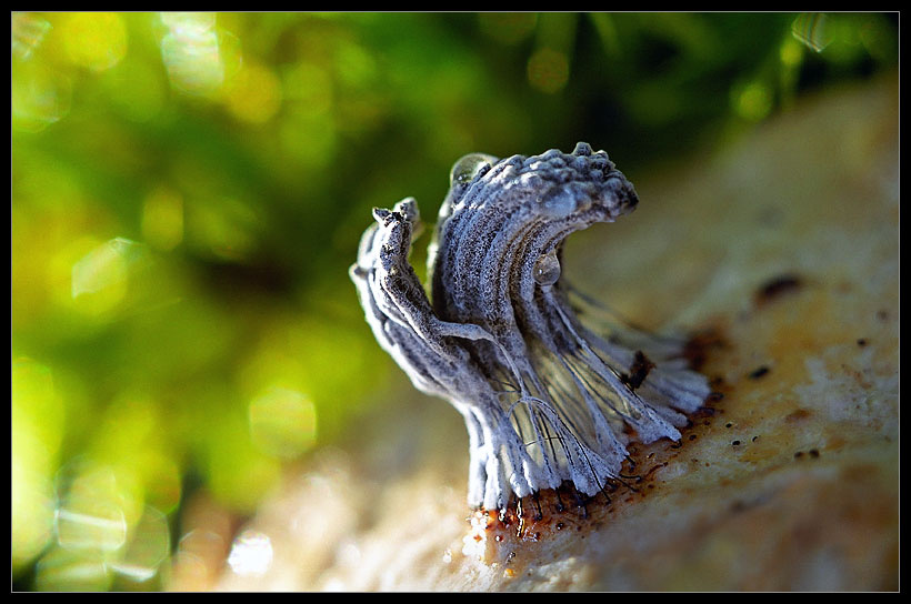 XXX Миксомицет Stemonitis sp.