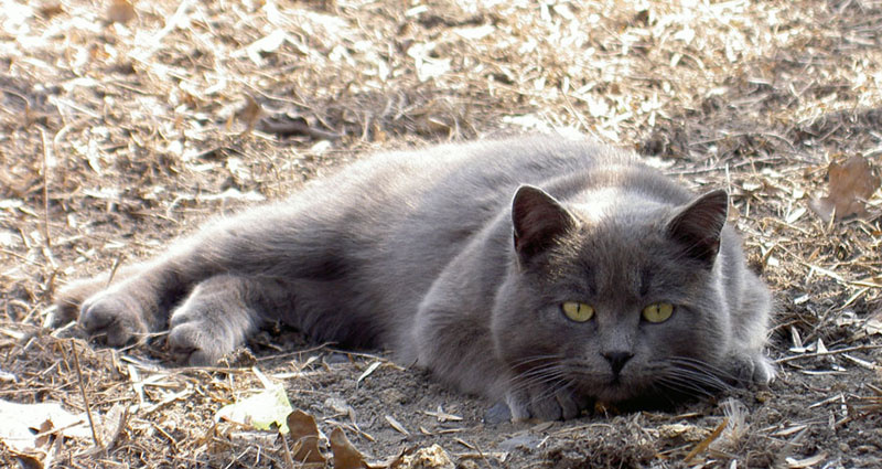 Шалопай кот кошка