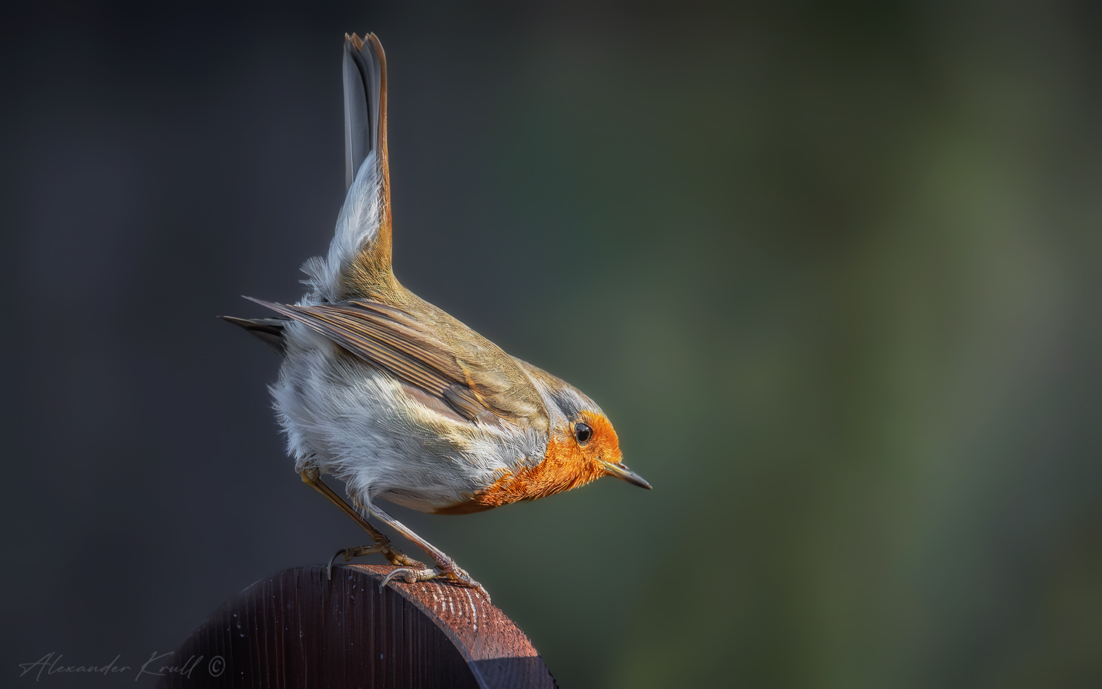 На старт, внимание... зарянка малиновка erithacus rubecula