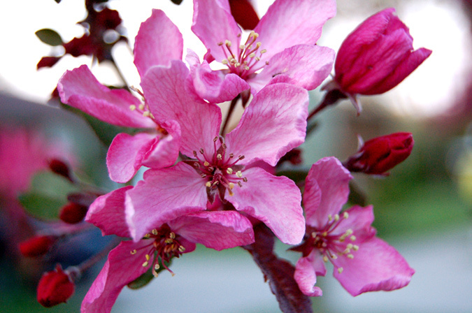Celebrating Our Mothers Mother\'s Day, яблони, цветы